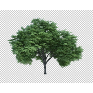 فایل لایه باز درخت ، طرح سه بعدی